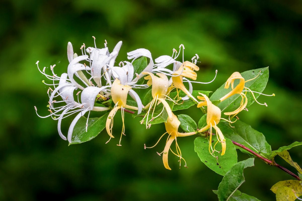 Honeysuckle flowers are wet with early morning raindrops.