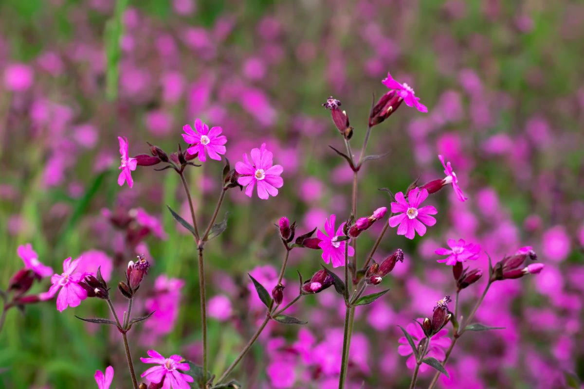Flowers of a perennial plant Silene dioica known as Red campion or Red catchfly on a forest edge,.