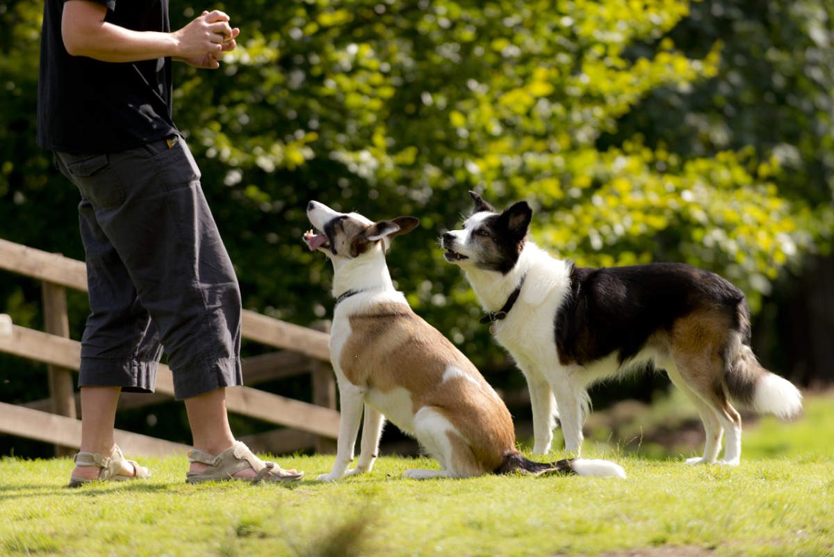 Two dogs at YHA Langdale