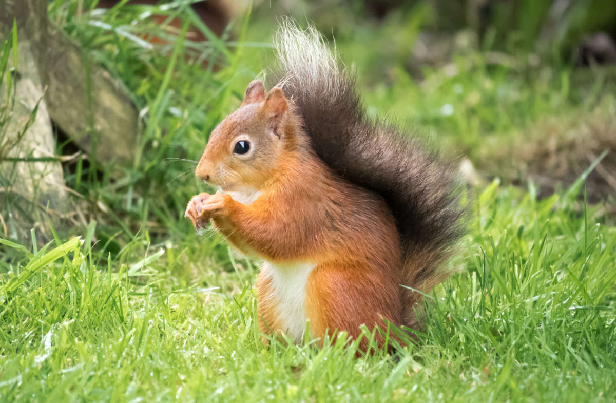 Red squirrel sat amongst grass and trees