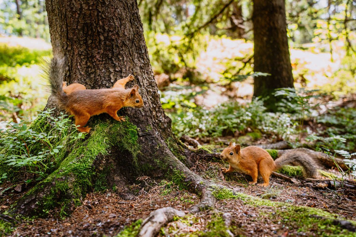 Two red squirrels on the forest floor