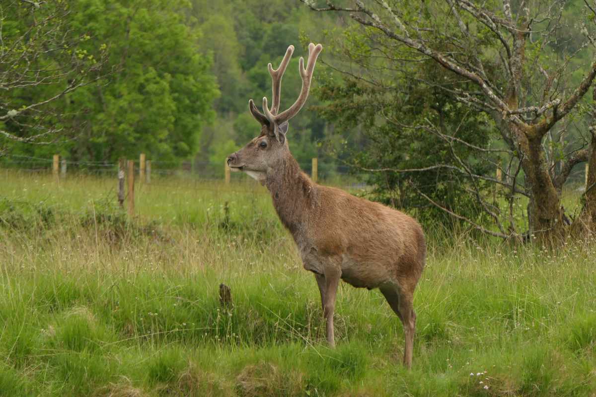 Deer in field