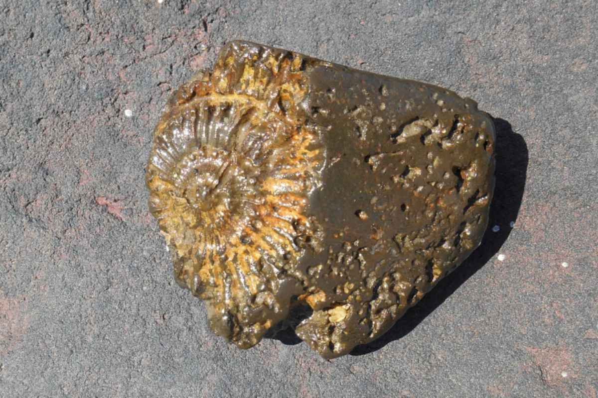 Fossil on the beach